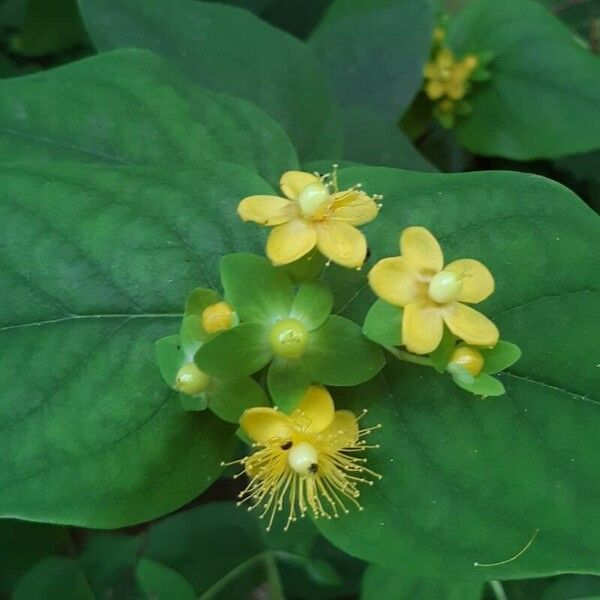 Hypericum androsaemum Квітка