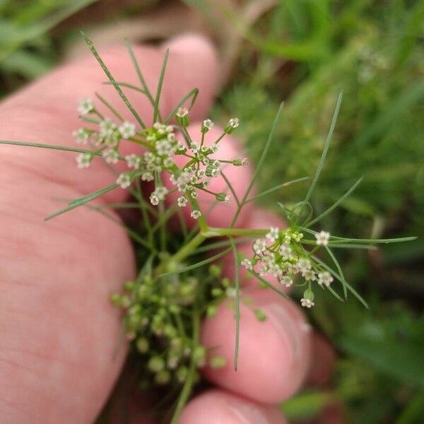 Cyclospermum leptophyllum Λουλούδι