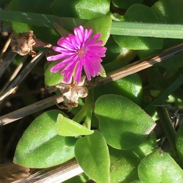 Aptenia cordifolia Çiçek