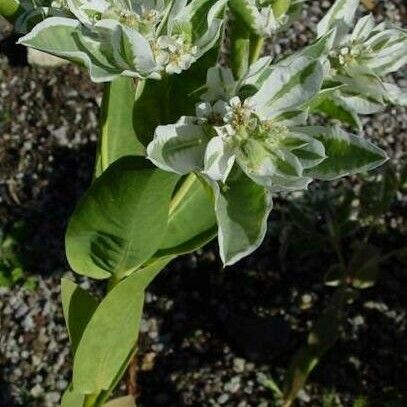 Euphorbia marginata موطن