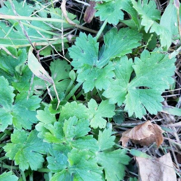 Ranunculus bulbosus Liść