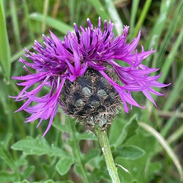 Centaurea scabiosa Vekstform