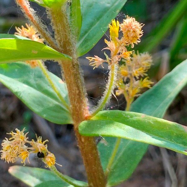 Lysimachia thyrsiflora Květ