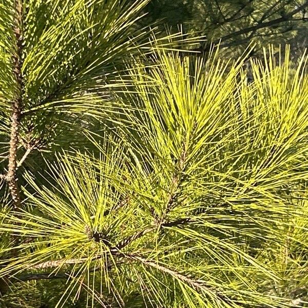 Pinus taeda Blatt