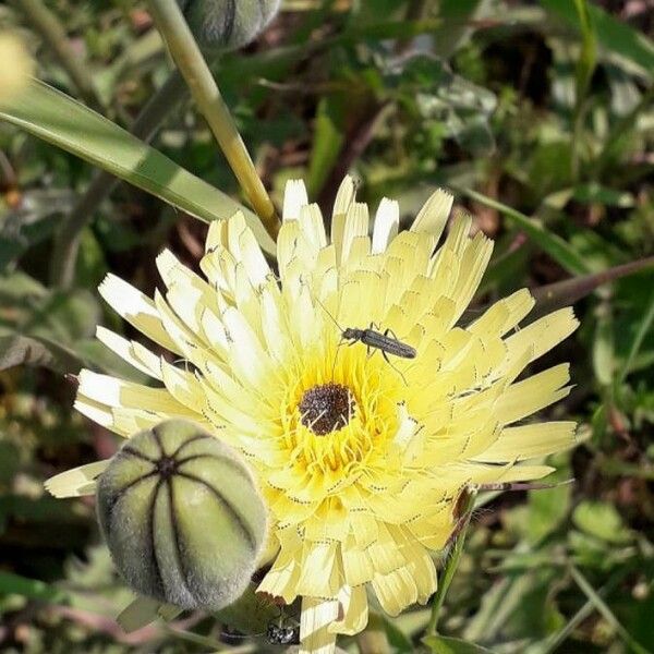 Urospermum dalechampii Bloem