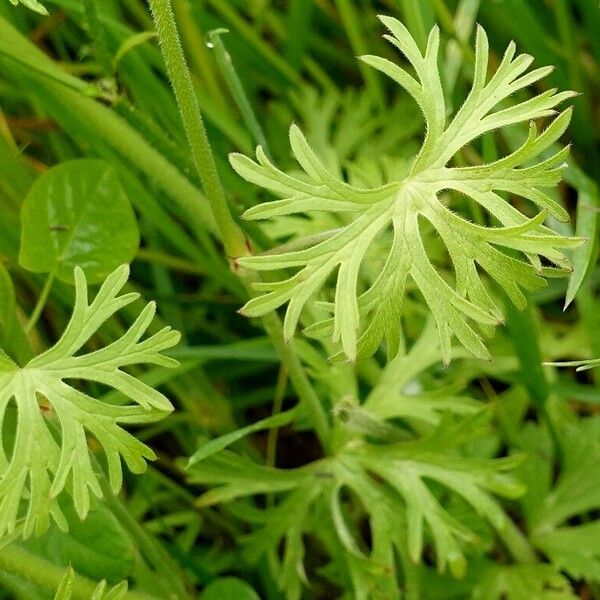 Geranium dissectum ഇല