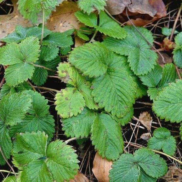 Fragaria viridis Habitus