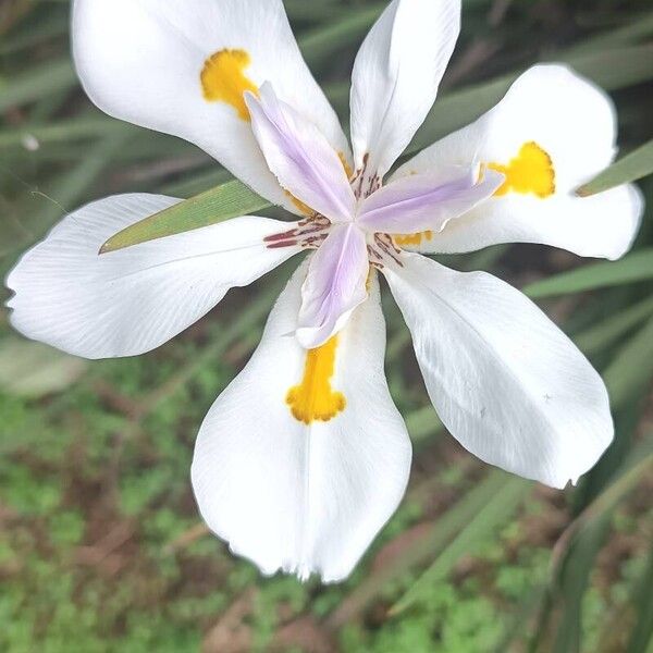 Dietes grandiflora Flor