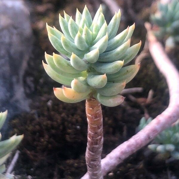 Sedum sediforme Flower