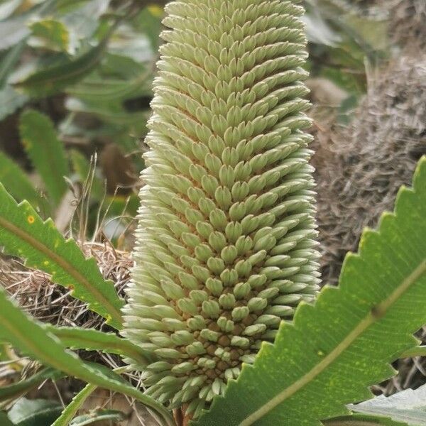 Banksia integrifolia फूल