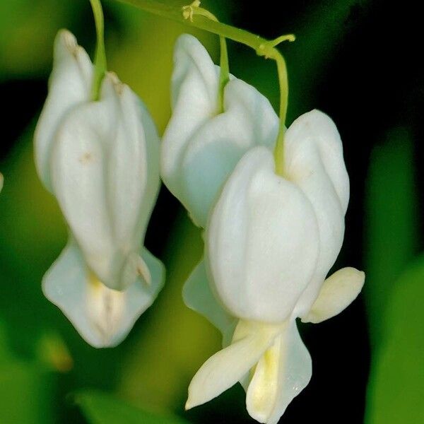 Lamprocapnos spectabilis Цветок