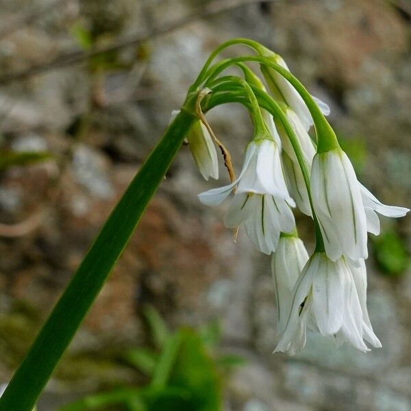 Allium triquetrum Květ