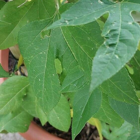 Passiflora incarnata Leaf