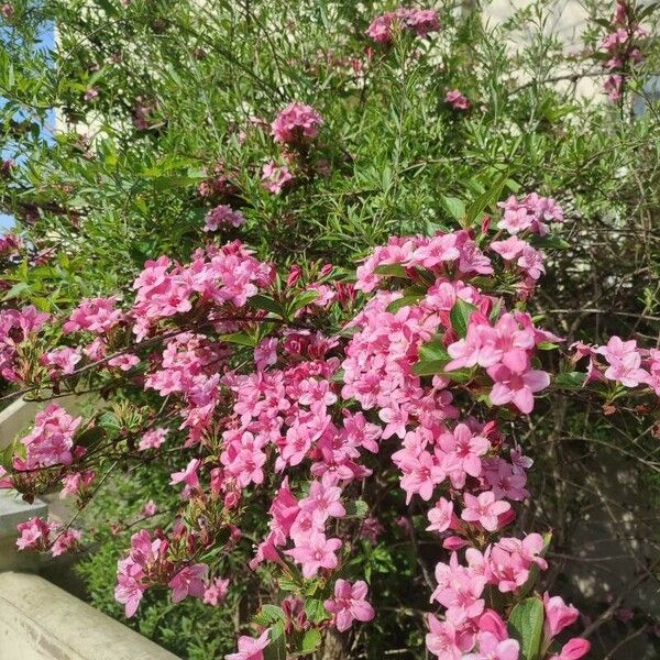 Rhododendron prinophyllum Flor