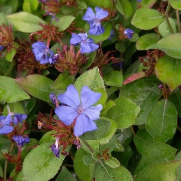 Ceratostigma plumbaginoides Flower