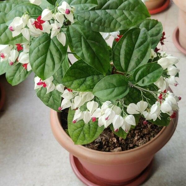 Clerodendrum thomsoniae Φύλλο