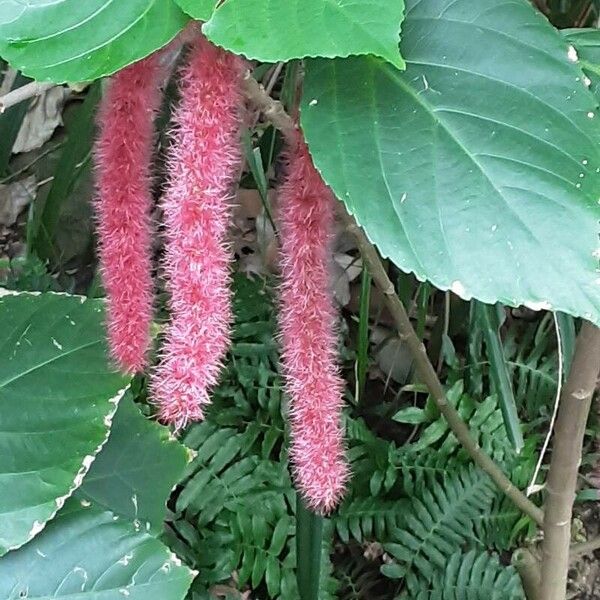 Acalypha hispida Virág