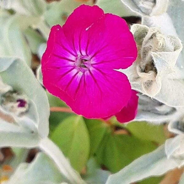 Silene coronaria Kvet