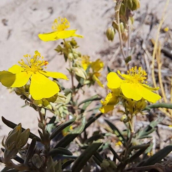 Helianthemum syriacum Õis