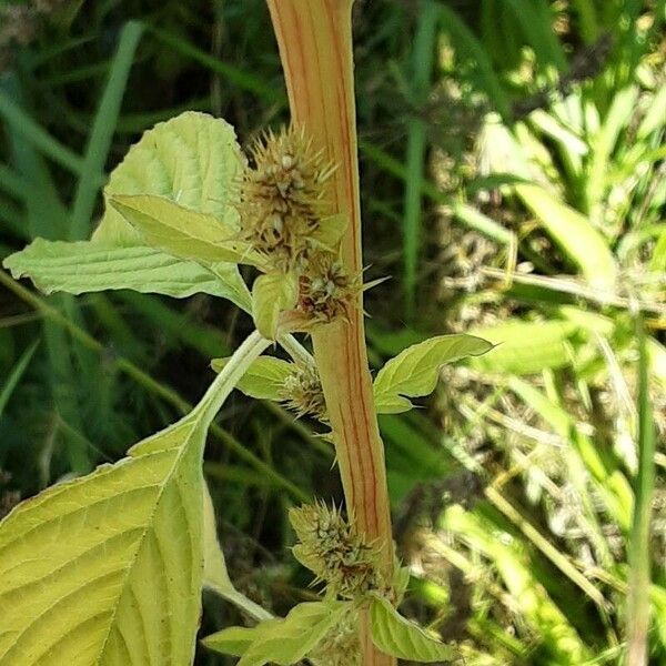 Amaranthus hybridus Corteza