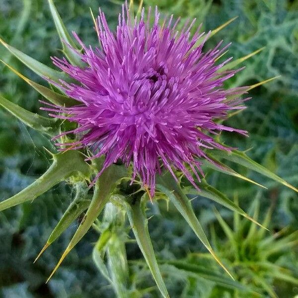 Silybum marianum Fleur