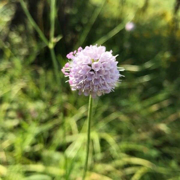 Succisella inflexa Flower