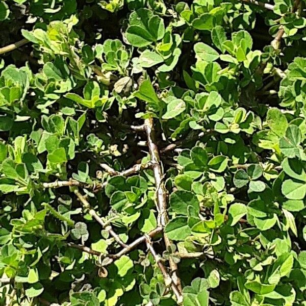 Trifolium dubium Habit