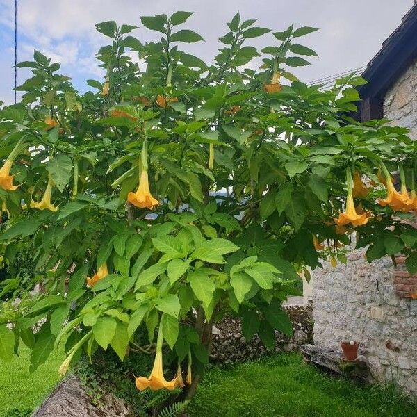 Brugmansia suaveolens Blüte