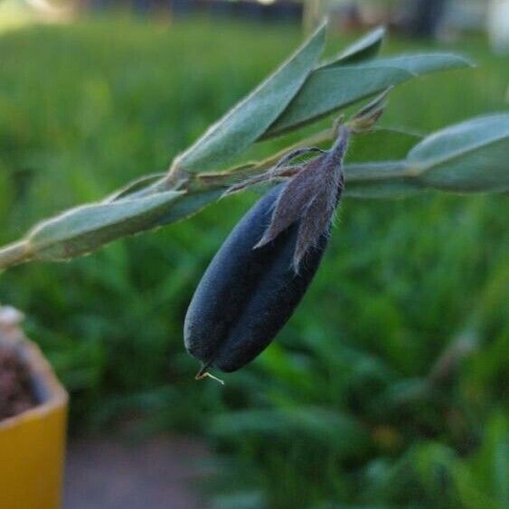 Crotalaria sagittalis Цвят