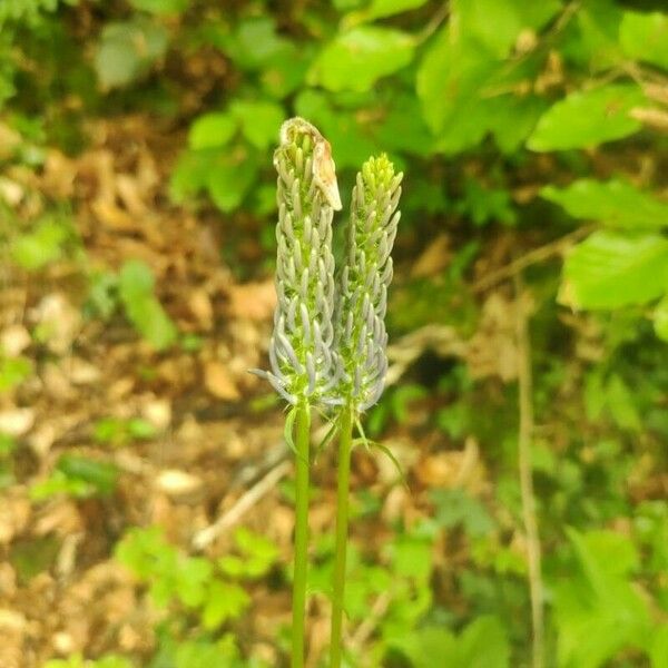 Phyteuma spicatum Flor