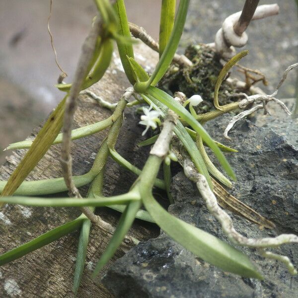 Eggelingia gabonensis 叶