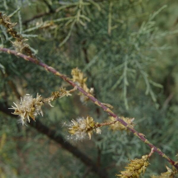 Tamarix senegalensis Flor