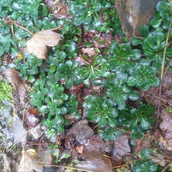 Saxifraga spathularis Blatt