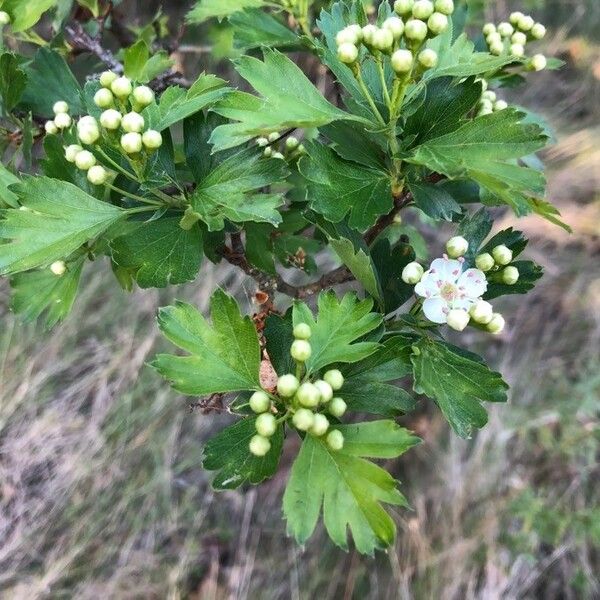 Crataegus monogyna Flower