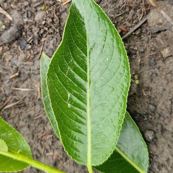 Salix pentandra Leaf