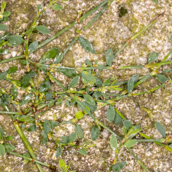 Polygonum arenastrum Leaf