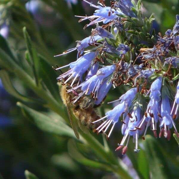 Moltkia petraea Fiore