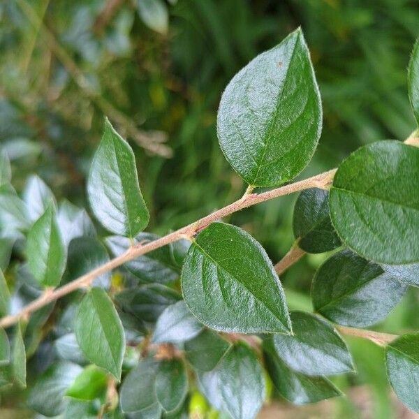 Cotoneaster simonsii Frunză