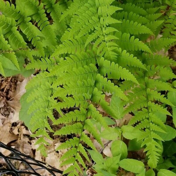 Dryopteris marginalis List