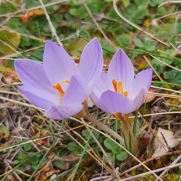 Crocus biflorus Blomma