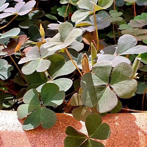 Oxalis stricta Leht