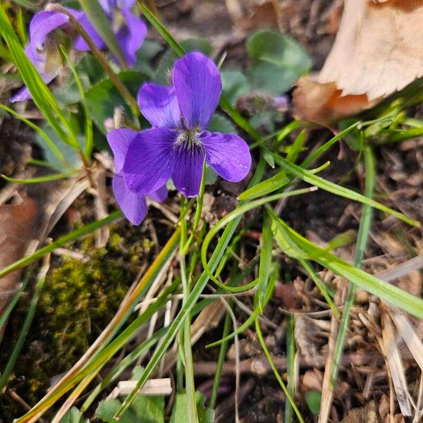 Viola sororia Cvet