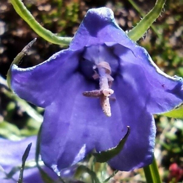 Campanula alpestris 花