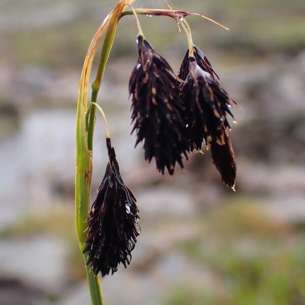 Carex atrofusca Fruit