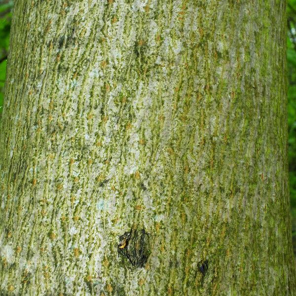 Acer platanoides Bark