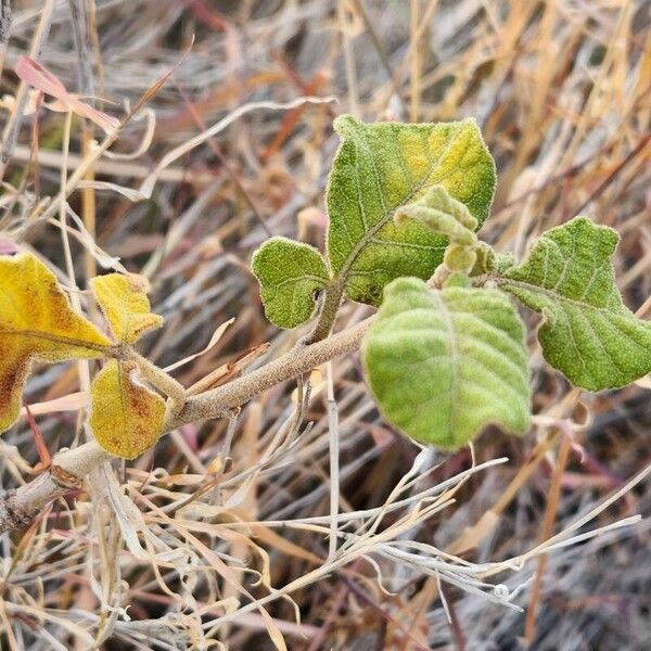 Lannea triphylla Blad