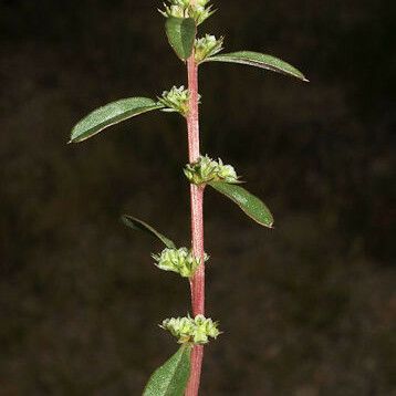 Amaranthus torreyi Habitus