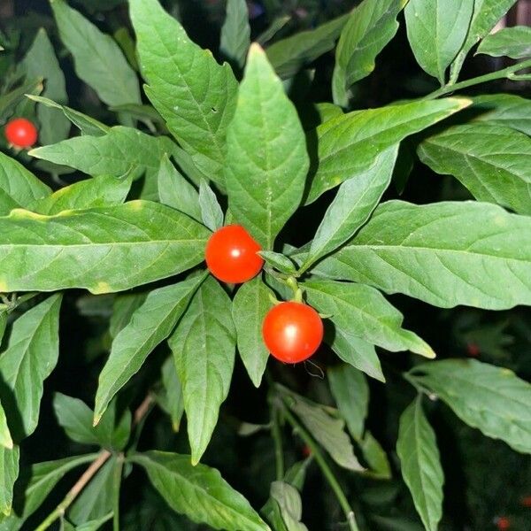 Solanum pseudocapsicum Leaf