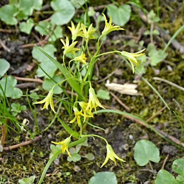 Gagea minima Flower