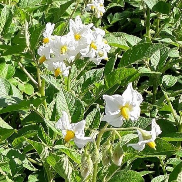 Solanum tuberosum Floro